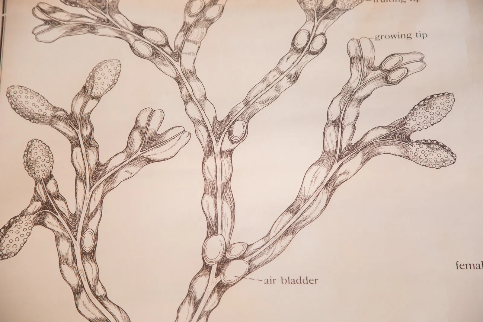 Early 20th Century Pull Down Chart of Brown Algae