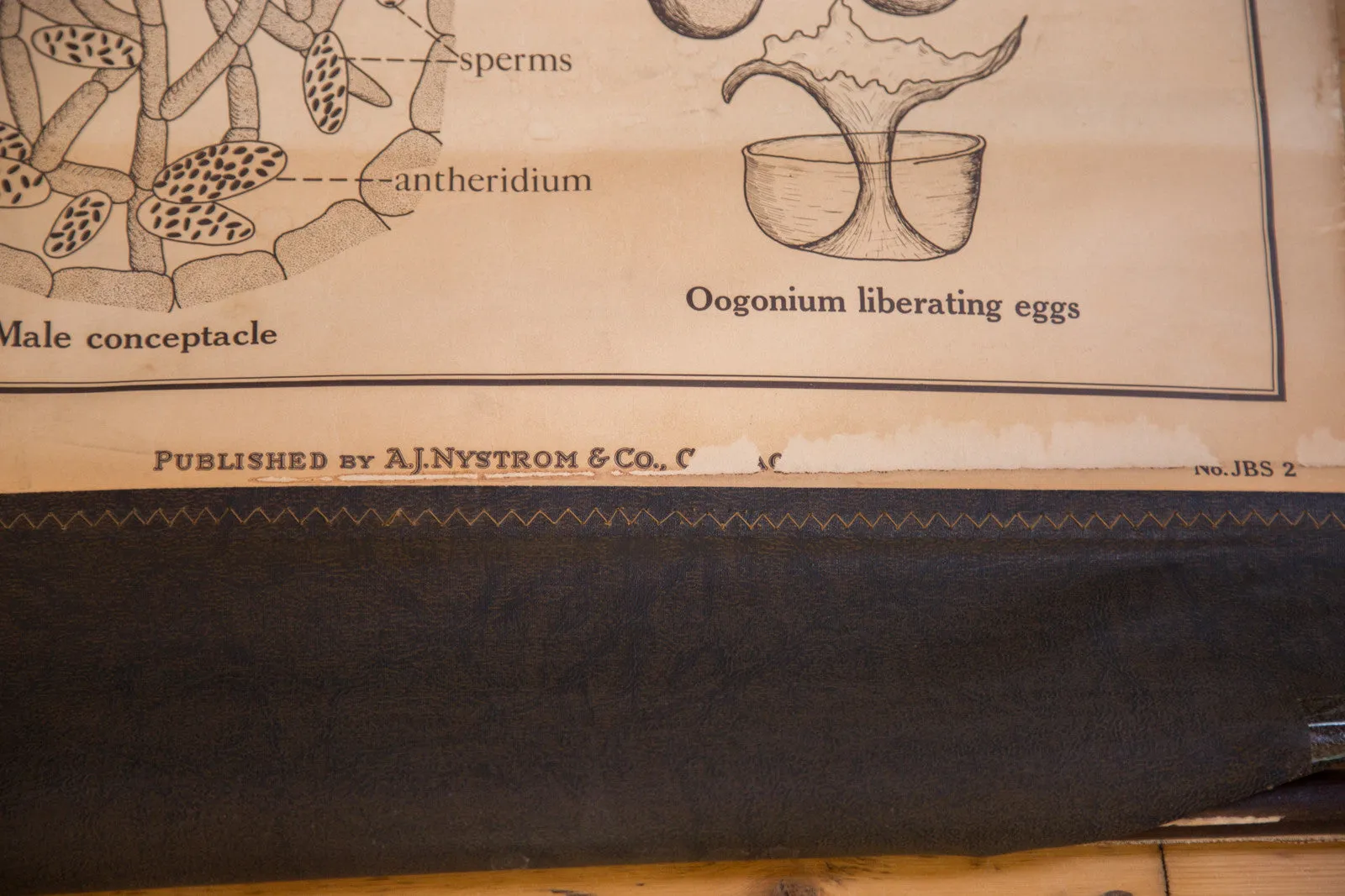 Early 20th Century Pull Down Chart of Brown Algae