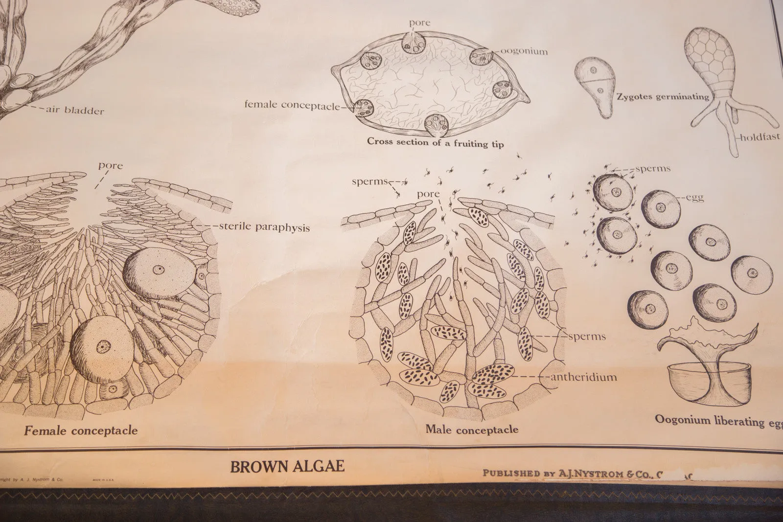 Early 20th Century Pull Down Chart of Brown Algae