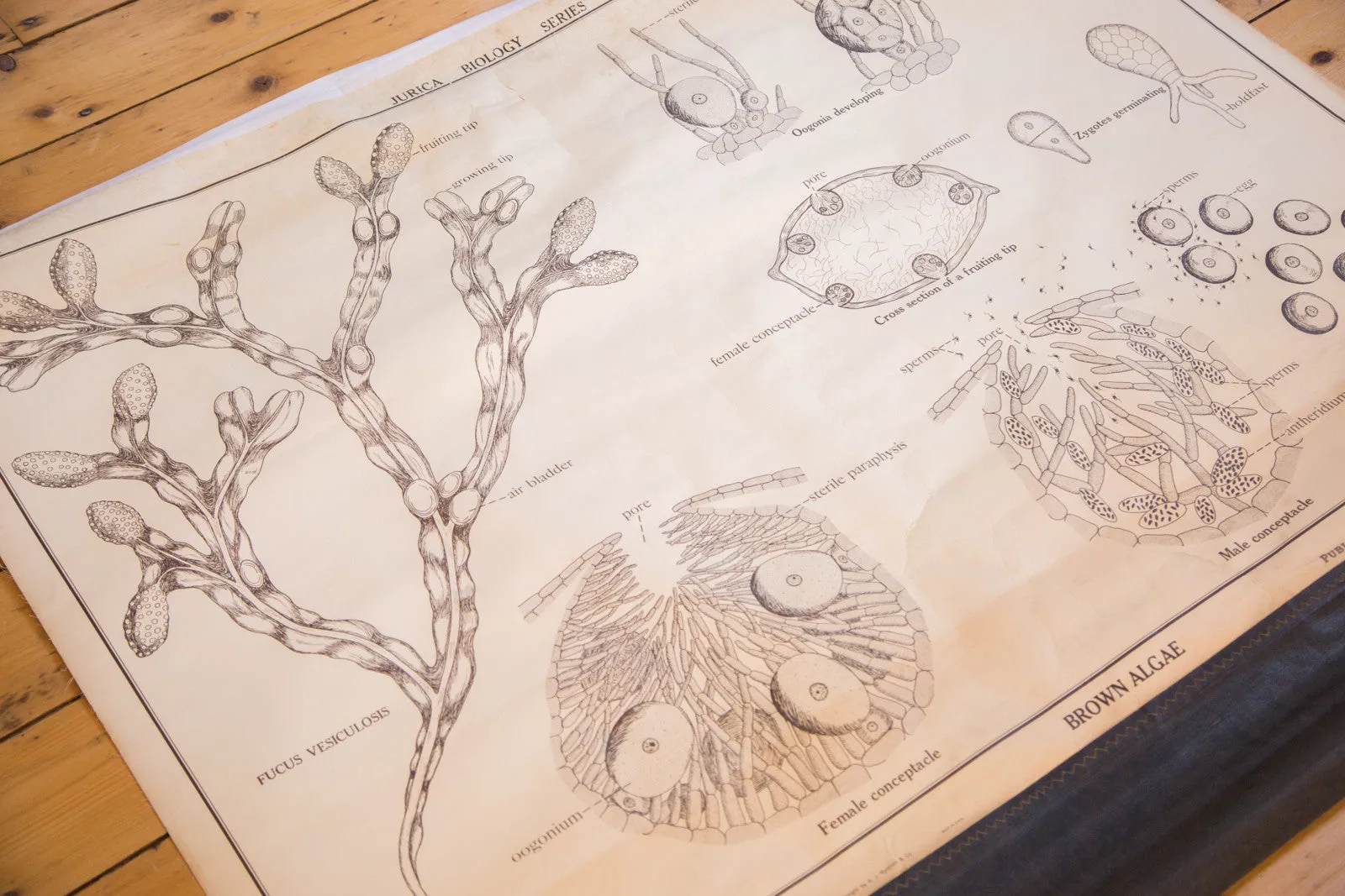 Early 20th Century Pull Down Chart of Brown Algae