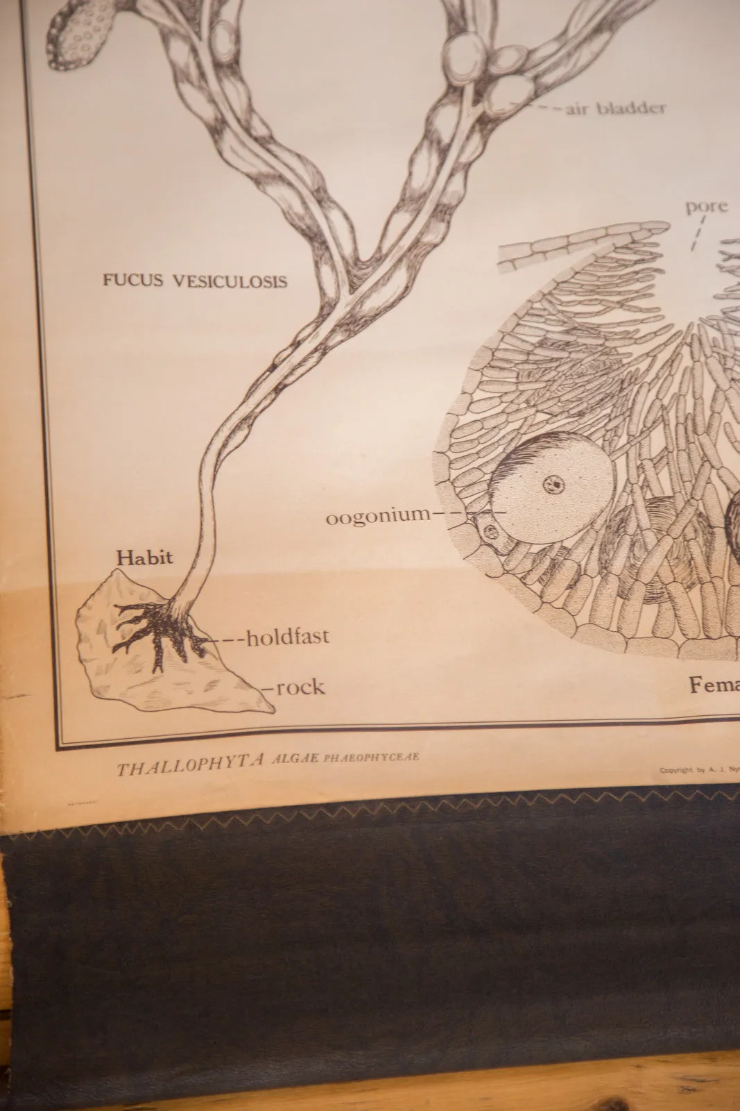 Early 20th Century Pull Down Chart of Brown Algae