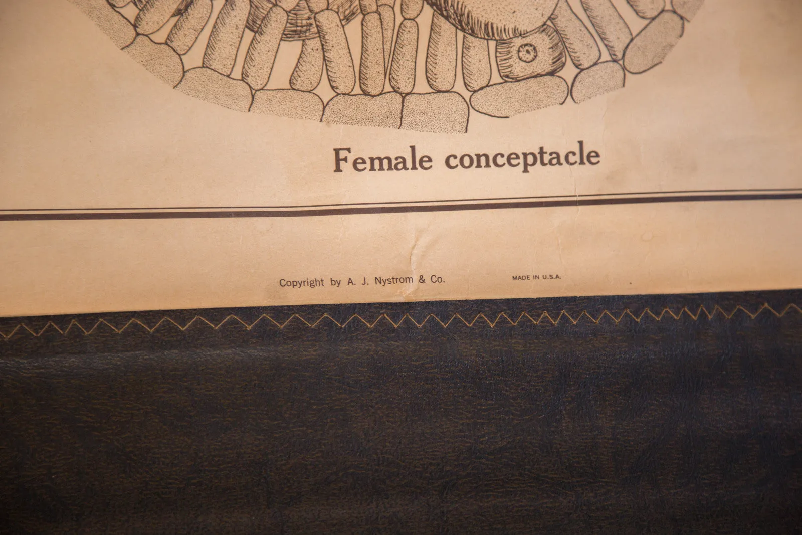 Early 20th Century Pull Down Chart of Brown Algae