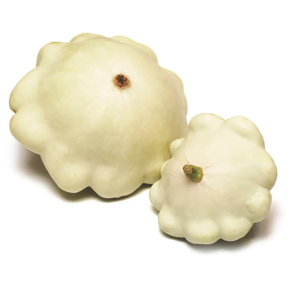 OSC Early White Scallop Squash Seeds - Packet