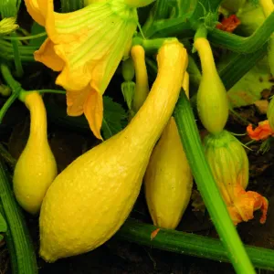 OSC Golden Crookneck Yellow Squash Seeds (Summer Type) - Packet