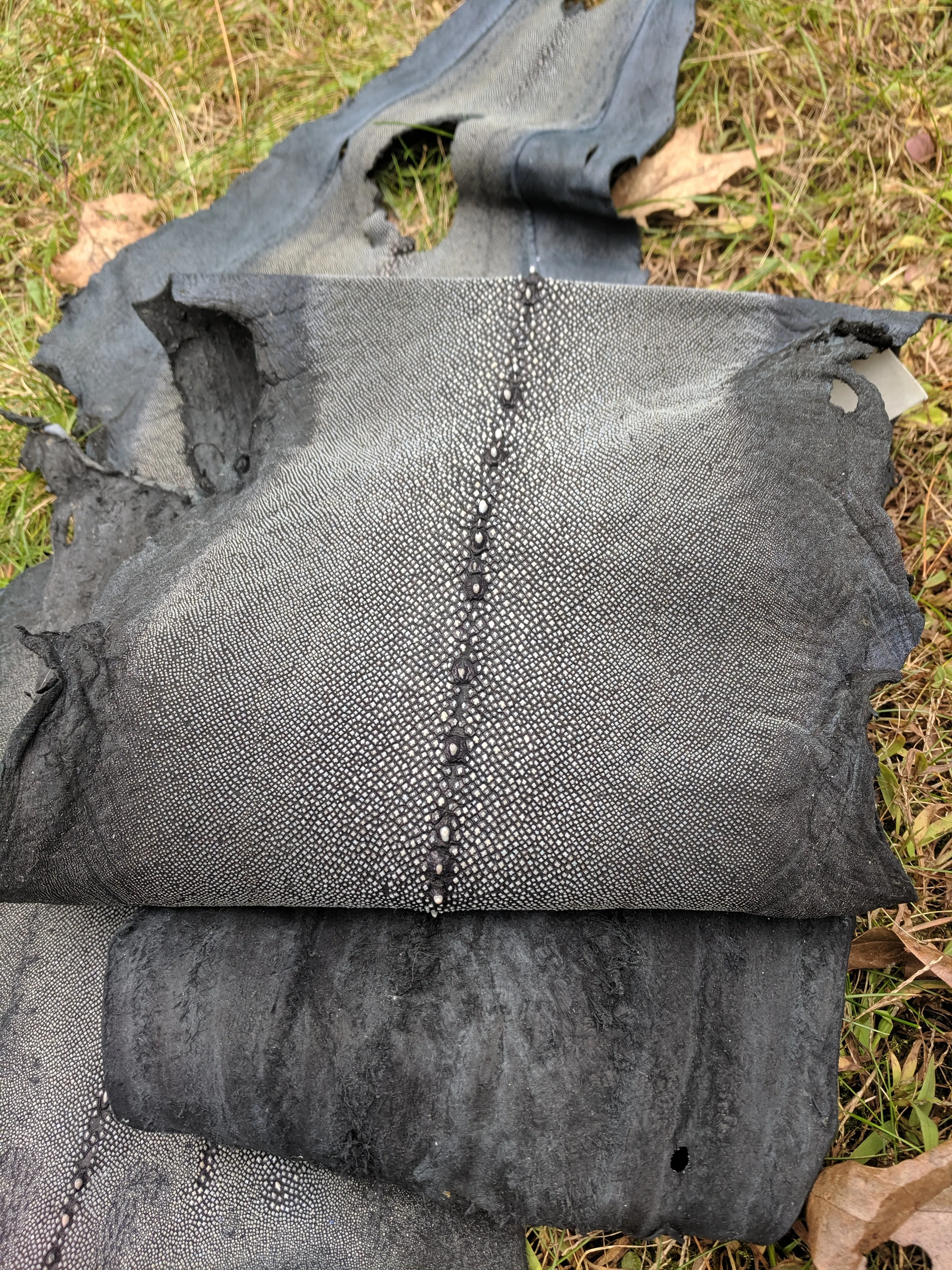 Row Stone Shark