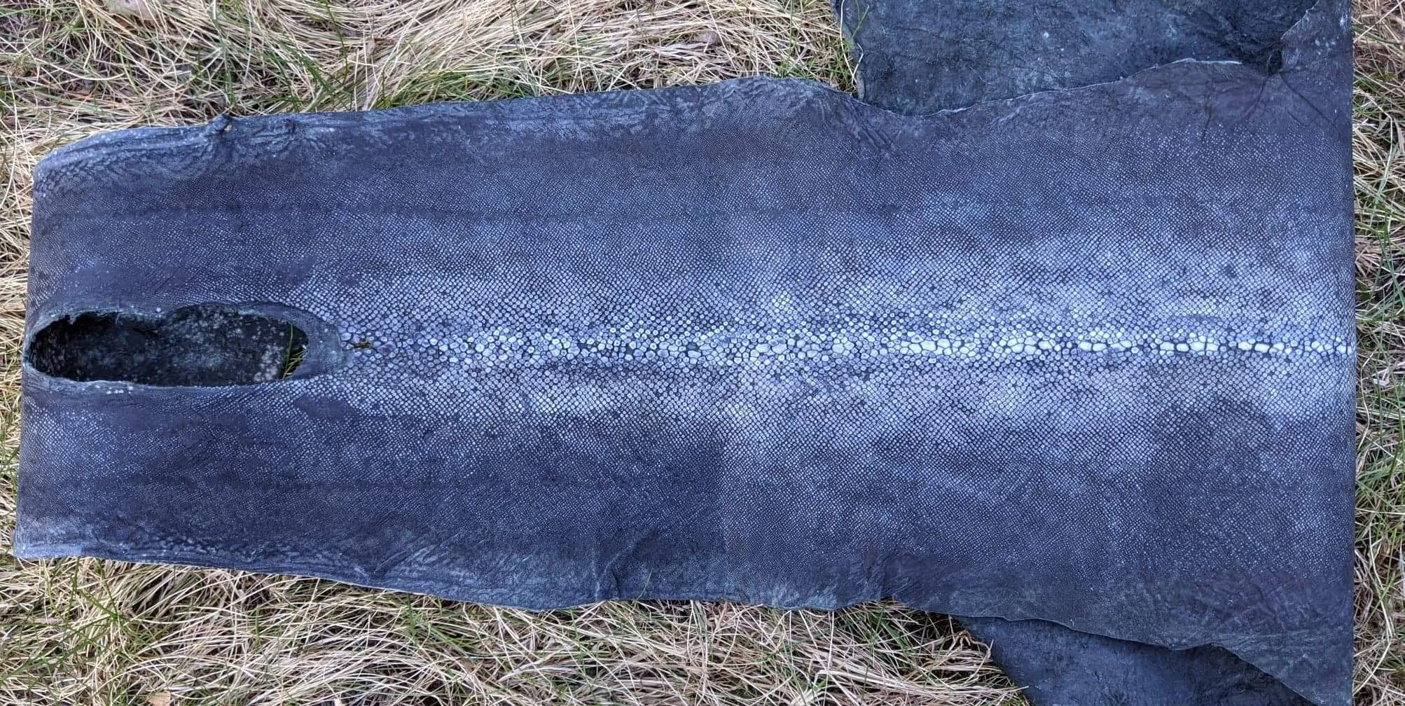 Row Stone Shark