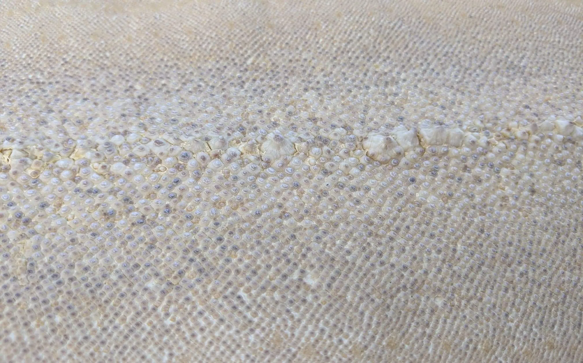 Row Stone Shark