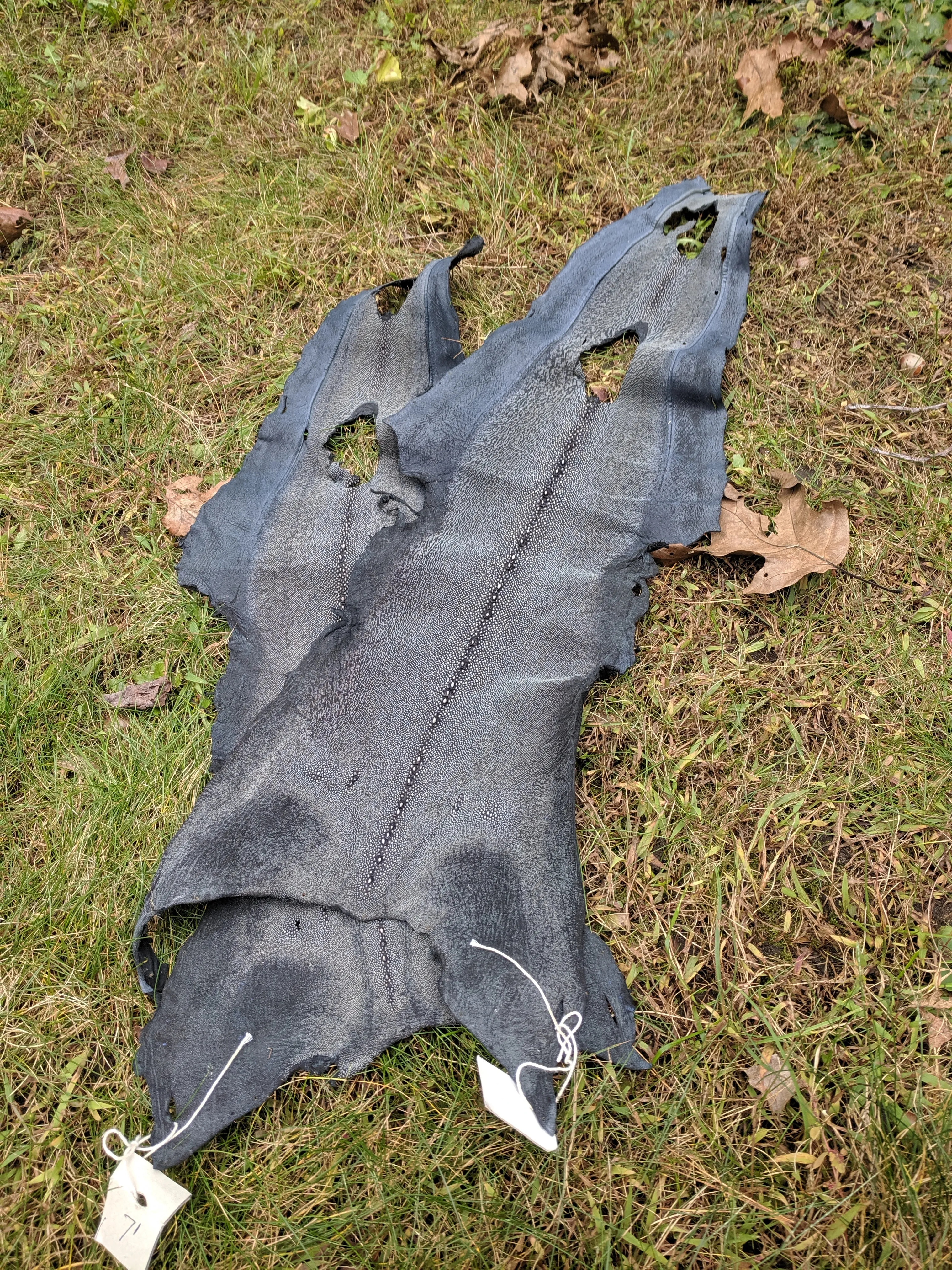 Row Stone Shark