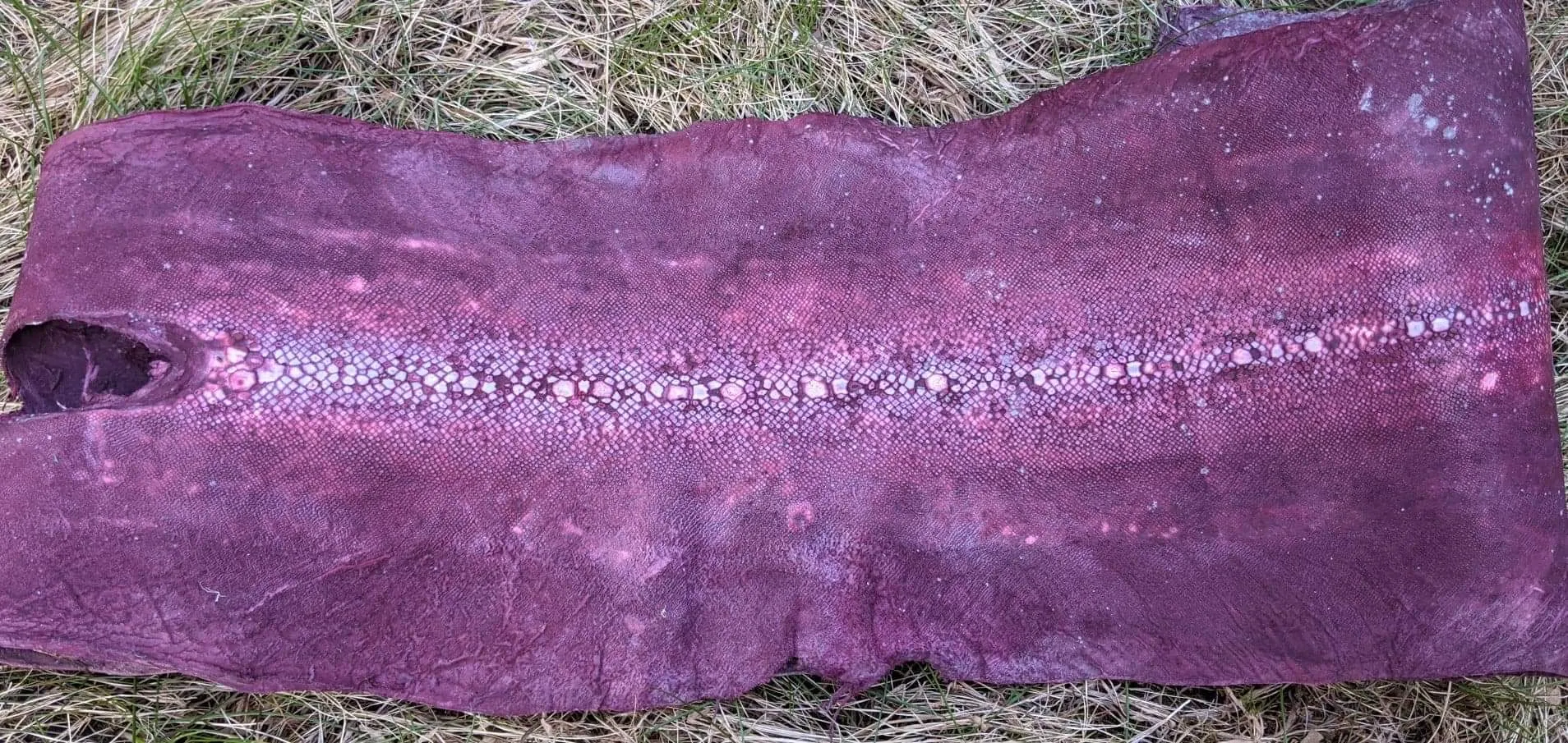 Row Stone Shark