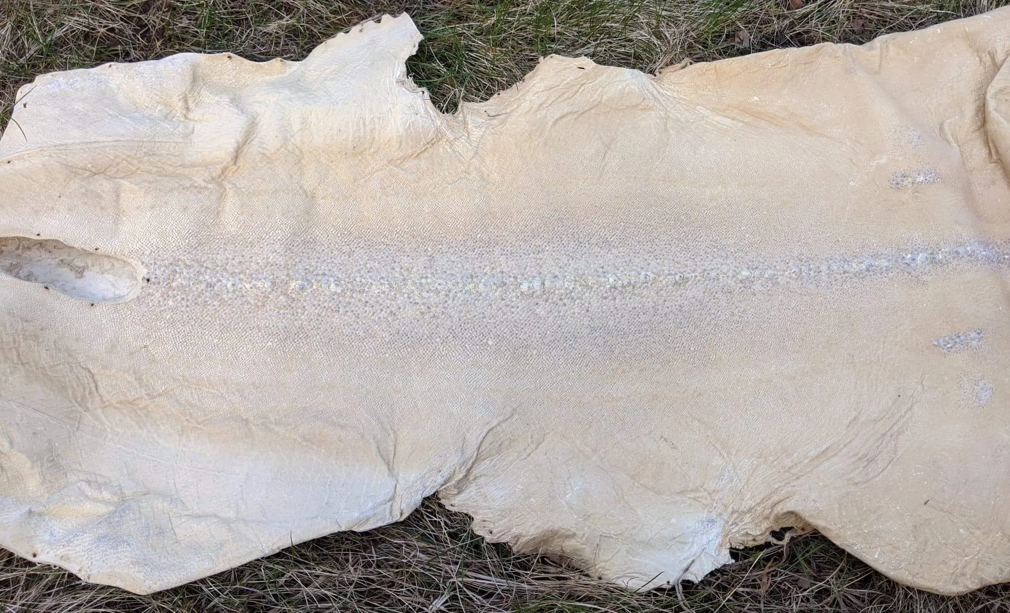 Row Stone Shark