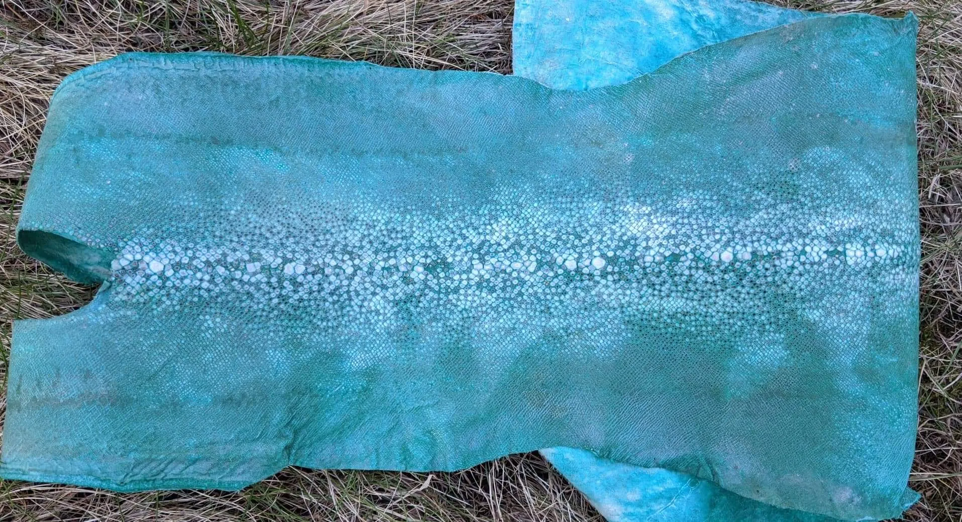 Row Stone Shark