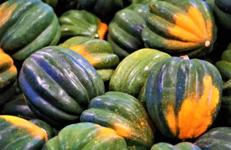 Table Queen Squash Seeds (Winter Type)  (80 days) -1/2 Tbsp - Bulk