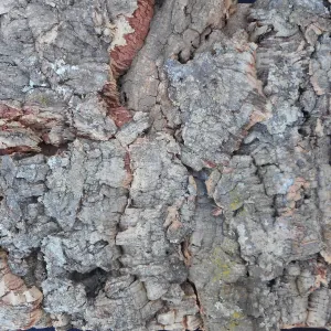 Tree Bark Cork Wall Tile